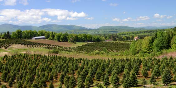 Tree farm