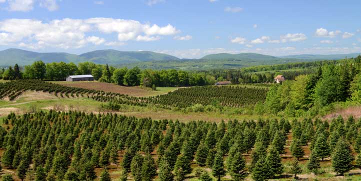 View of Weir Tree farms