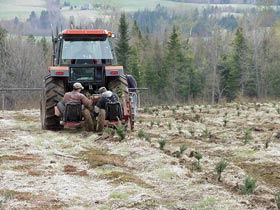 Field Planting