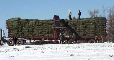 Trucking Trees