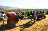 Baling Christmas Trees