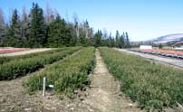 Current seed beds