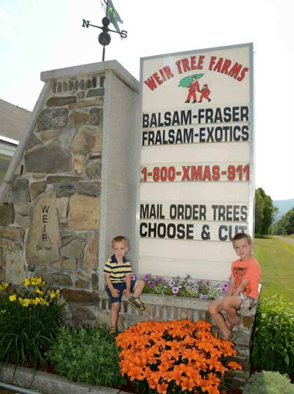 family tree farms