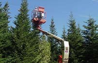 Harvesting Cones