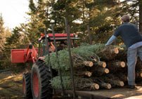 Shipping Trees