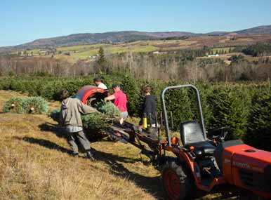 Loading Christmas trees for Shipment