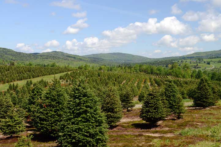 View of Weir Tree farms