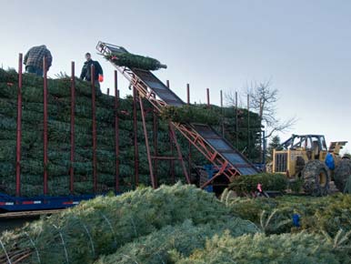 Loading Christmas trees for Shipment