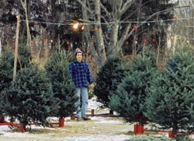 Retail Christmas tree Lot