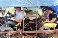 Transplanting from seed beds