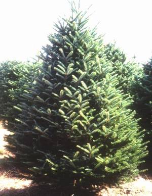 Fraser Fir